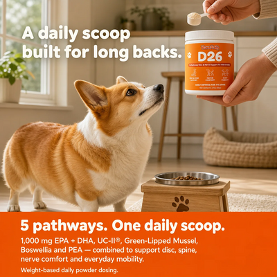 PawsDaily's D26