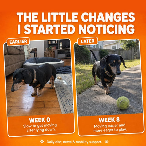 PawsDaily's D26