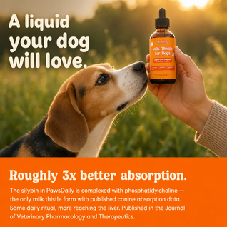 Milk Thistle For Dogs